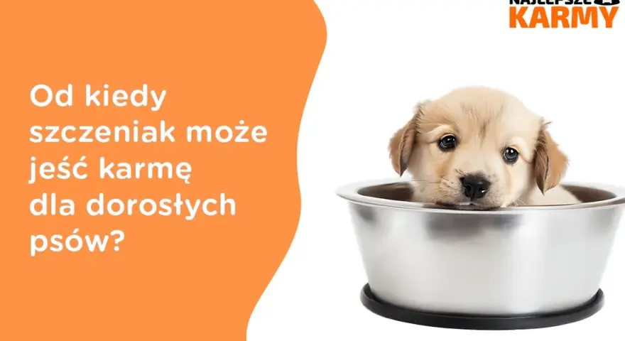 Czy szczeniak może jeść karmę dla dorosłych psów? Sprawdź ryzyko zdrowotne