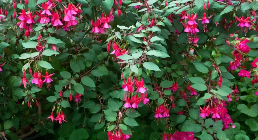 Krzew fuksji w pełnym rozkwicie, z mnóstwem różowo-fioletowych kwiatów zwisających jak małe dzwoneczki. To piękny widok, gdy hibiskus kwitnie latem.