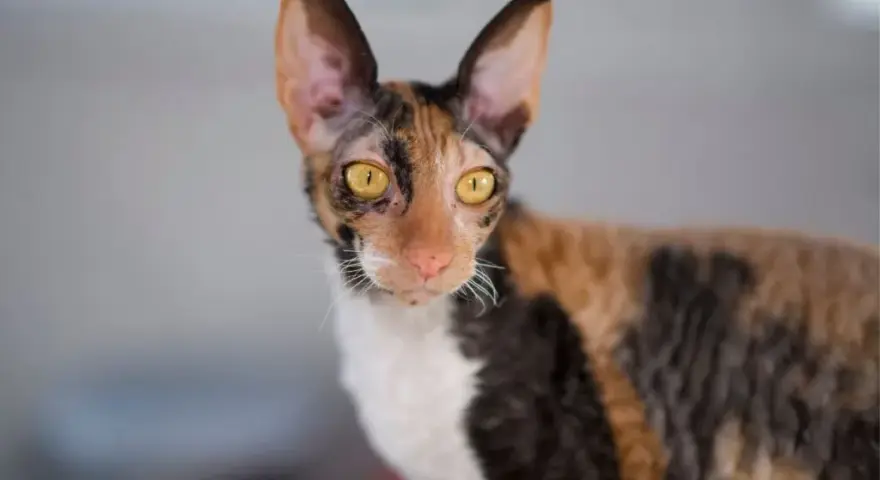 Czy Devon Rex uczula? Sprawdź, czy to kot dla alergików