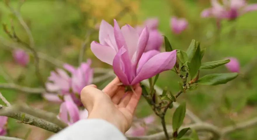Delikatna dłoń dotyka różowej magnolii. Wiosna to idealny czas, kiedy sadzić magnolie, by cieszyć się ich pięknem.