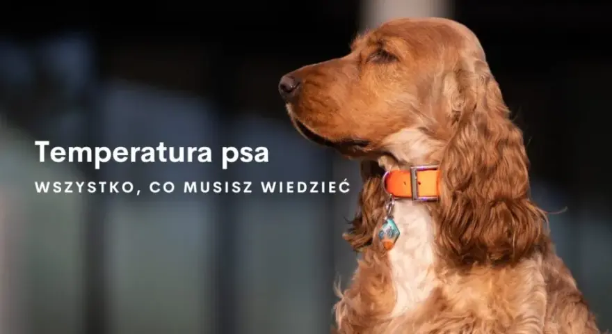 Jaka temperatura dla psa w domu? Sprawdź, by uniknąć dyskomfortu