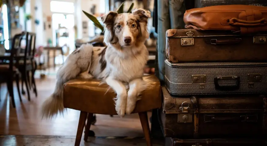 Ein Hund sitzt auf einem Hocker in einem gemütlichen hundecafe berlin, umgeben von alten Koffern.