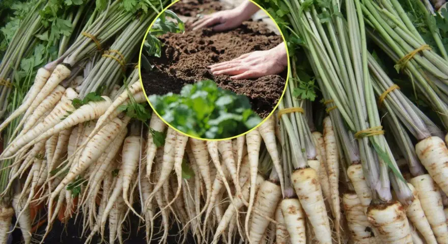 Pietruszka lubi ziemię, czego nie lubi? Zbiory korzeni pietruszki i ręce sadzące ją w glebie.