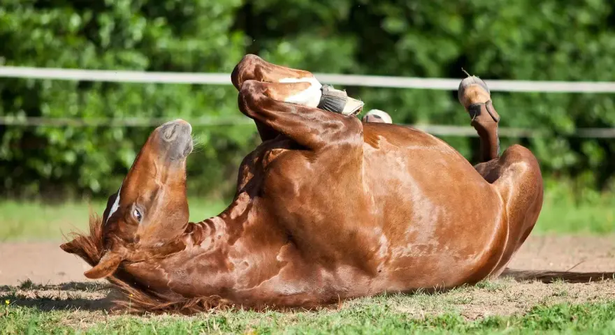 Un cheval roux se roule sur le dos, pattes en l'air. Il semble souffrir de colique.