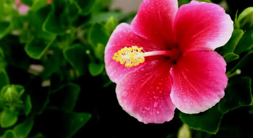 Piękny, różowy hibiskus domowy z żółtym środkiem, ozdobiony kroplami rosy, otoczony zielonymi liśćmi.