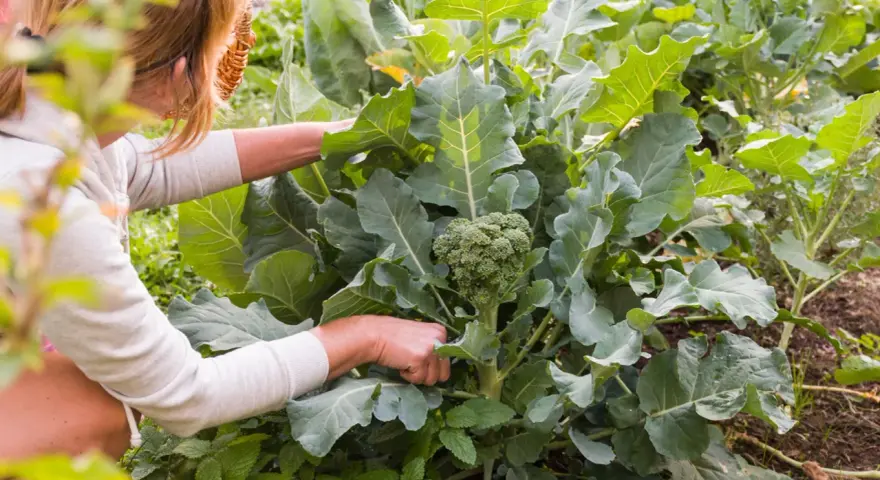 Frau erntet frischen Brokkoli im Garten. Die grünen Röschen sind bereit für die Küche.