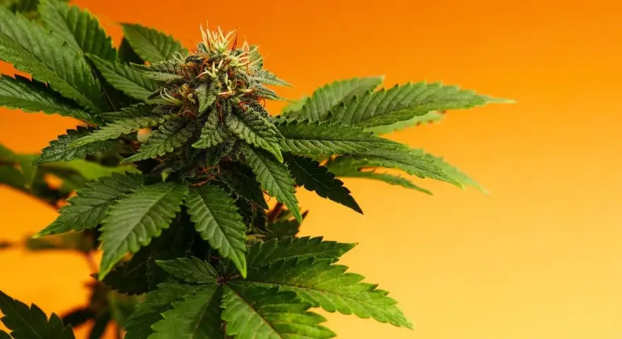 Planta de cannabis con cogollos y hojas verdes, mostrando la fuente natural de cannabinoides en el cuerpo.
