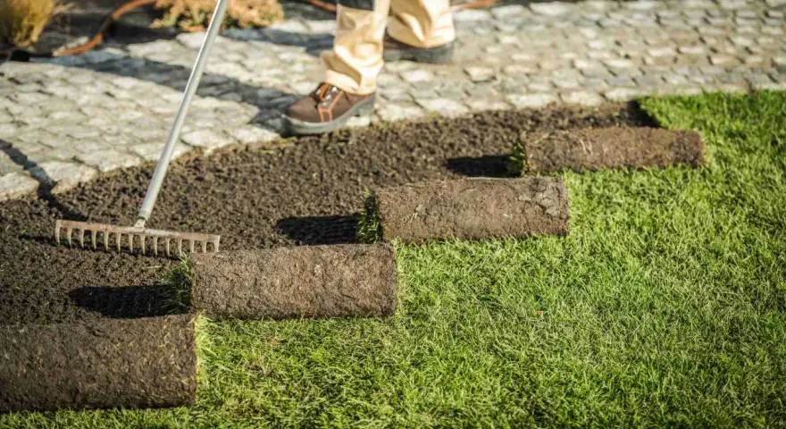 Układanie trawy z rolki na przygotowanym podłożu. Grabie pomagają wyrównać ziemię przed położeniem kolejnych pasów zieleni.