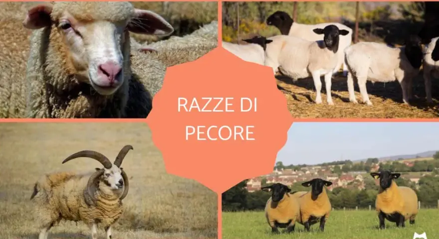 Un collage mostra diverse razze di pecore: Merino, Dorper, Jacob e Suffolk.