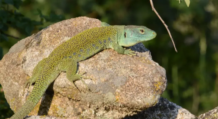 Lagarto ocelado, de piel verde y escamas amarillas, descansa sobre una roca.
