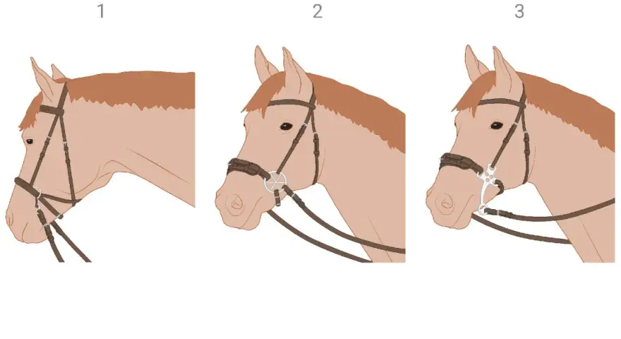 Drei Pferdeköpfe mit unterschiedlichen Zäumen. Bild 1 zeigt einen **Zaum ohne Gebiss**, Bild 2 einen Zaum mit Ringgebiss, Bild 3 einen Zaum mit einem Gebiss mit Zungenfreiheit.