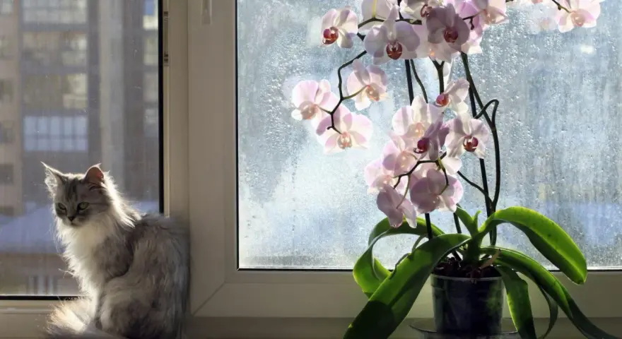 Szary, puszysty kot siedzi na parapecie obok kwitnącego storczyka.