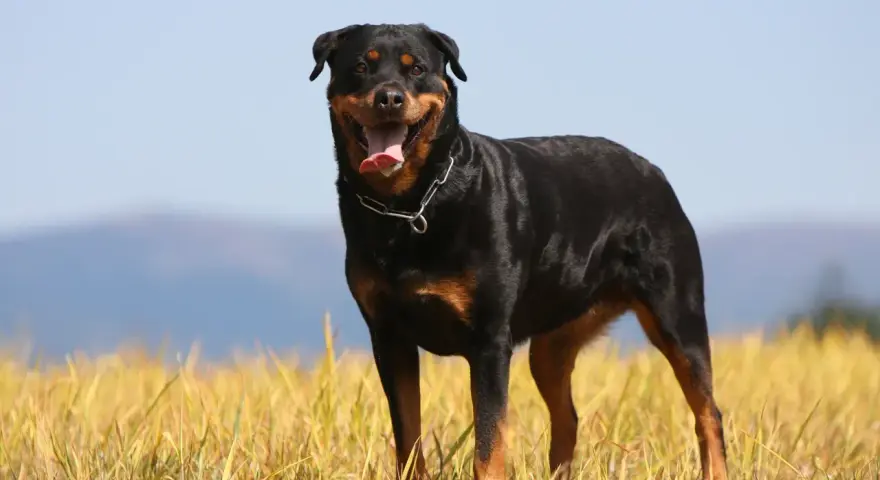 Potężny rottweiler waga idealna, stoi na tle złotego pola i błękitnego nieba.