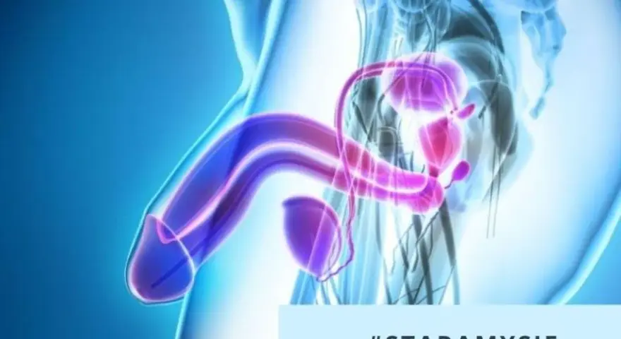 Anatomical illustration showing male reproductive organs. The image highlights the penis and prostate, suggesting a discussion about stulejka u dorosłego.