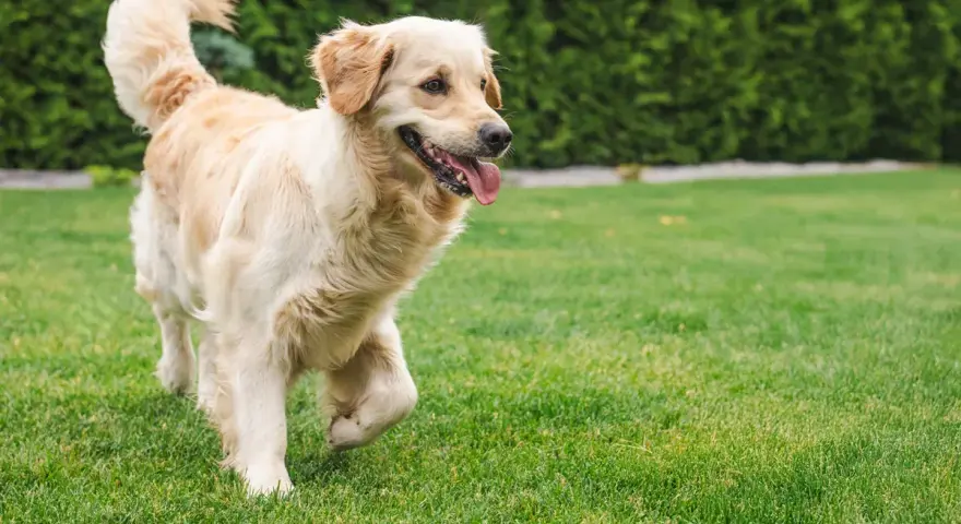Złoty retriever na trawniku. Jak nauczyć psa, co zrobić żeby psy nie załatwiały się na trawniku, by trawnik pozostał piękny.