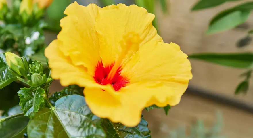 Ein leuchtend gelber Hibiskus mit rotem Zentrum, umgeben von grünen Blättern. Ein Zeichen dafür, dass es auch einen hibiskus winterhart gibt.