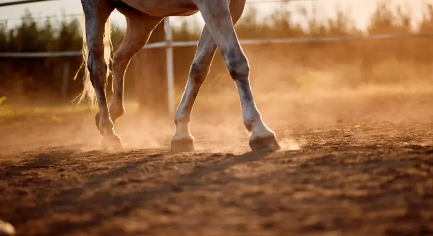 Les pattes d'un cheval blanc foulent le sol, soulevant un nuage de poussière dorée au coucher du soleil. Le sable s'effrite sous ses sabots.