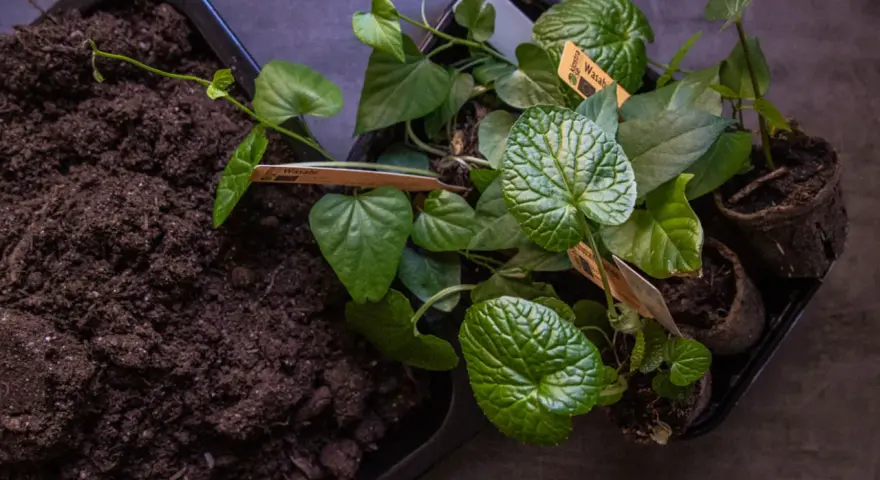 Förberedelser för att odla wasabi. Små plantor med gröna blad och jord i en bricka.