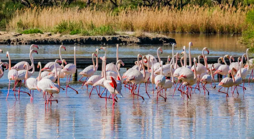 Un troupeau de flamants roses se tient dans l'eau peu profonde, un spectacle magnifique à visiter en Camargue.