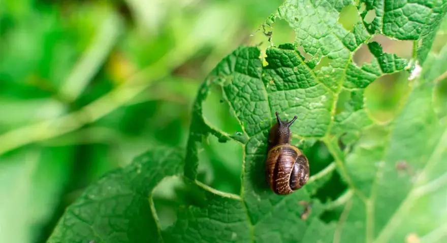 Lumaca su foglia bucherellata, un esempio di come eliminare le lumache dall'orto.