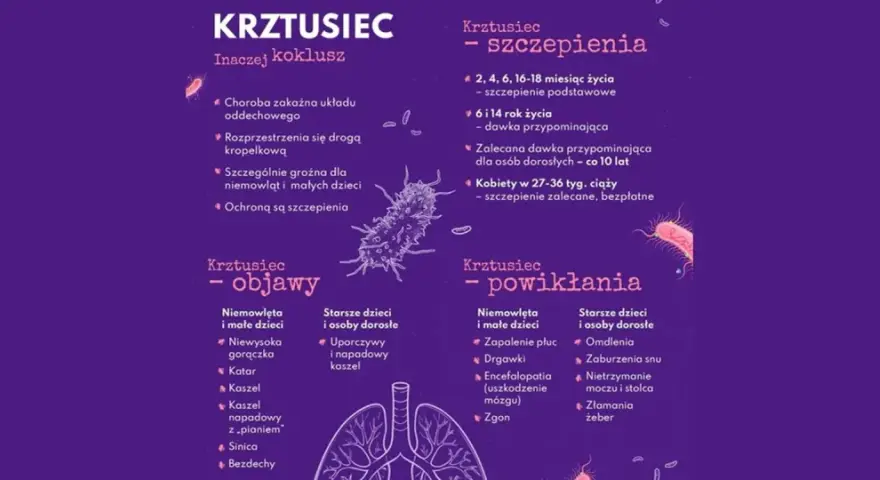 Krztusiec - objawy u dorosłych to uporczywy kaszel. Infografika przedstawia też szczepienia i powikłania.