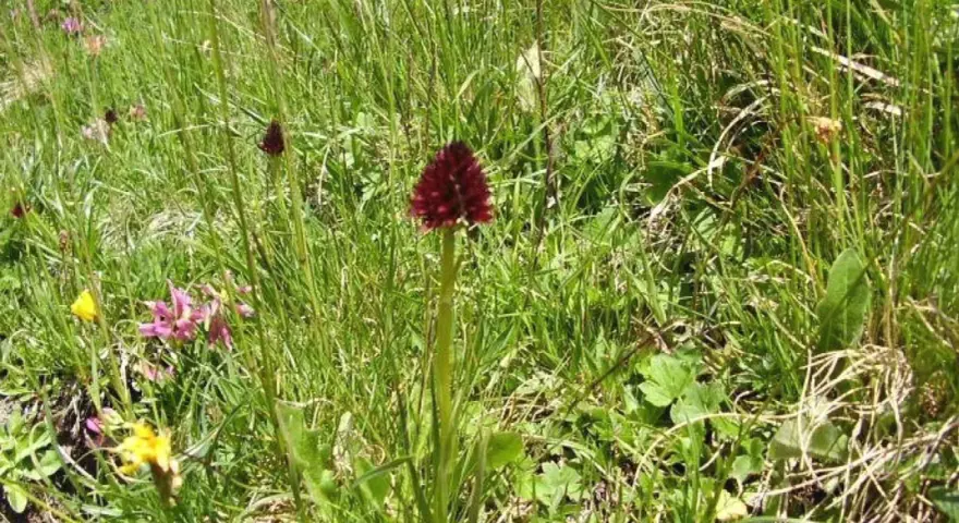 Un solitario fiore di negritella spicca tra l'erba alta, con i suoi petali rosso scuro che catturano lo sguardo.