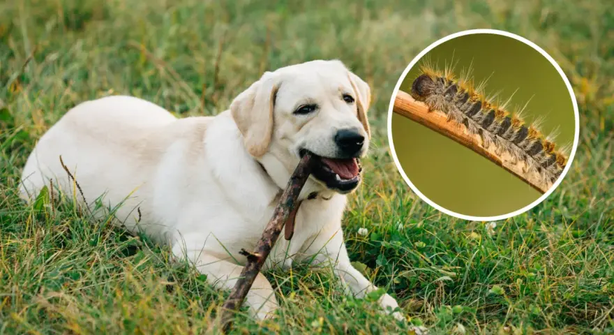 Un perro labrador juega con un palo mientras una oruga peluda se arrastra por una rama.