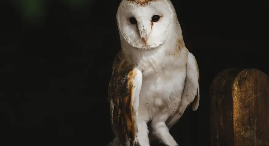 Sowa płomykówka, z białym, sercowatym obliczem, siedzi na drewnianym płocie. Jej pióra mienią się w półmroku, jakby tworzyły własne, cenne **tyto alba**.