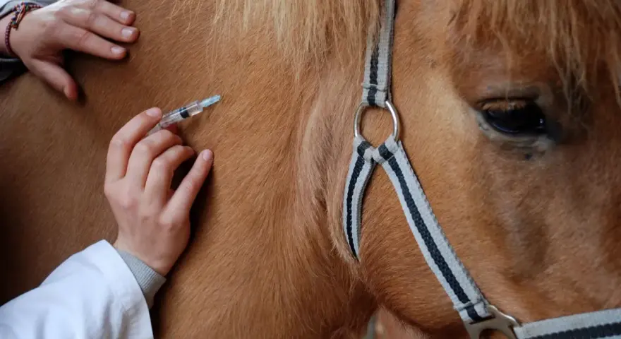Un vétérinaire administre une injection à un cheval, peut-être pour prévenir un coup de sang.