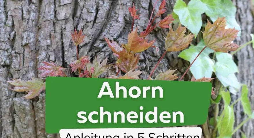 Junge Ahorn-Triebe mit roten und grünen Blättern wachsen an einer Baumrinde. Text: "Ahorn schneiden, Anleitung in 5 Schritten".
