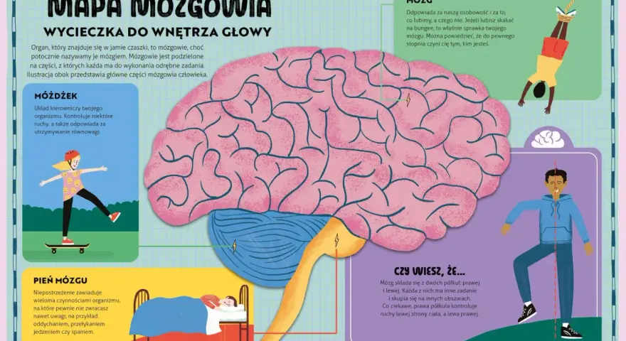 Ilustracja przedstawia mapę mózgowia z zaznaczonymi częściami mózgu: móżdżkiem, mózgiem i pniem mózgu.