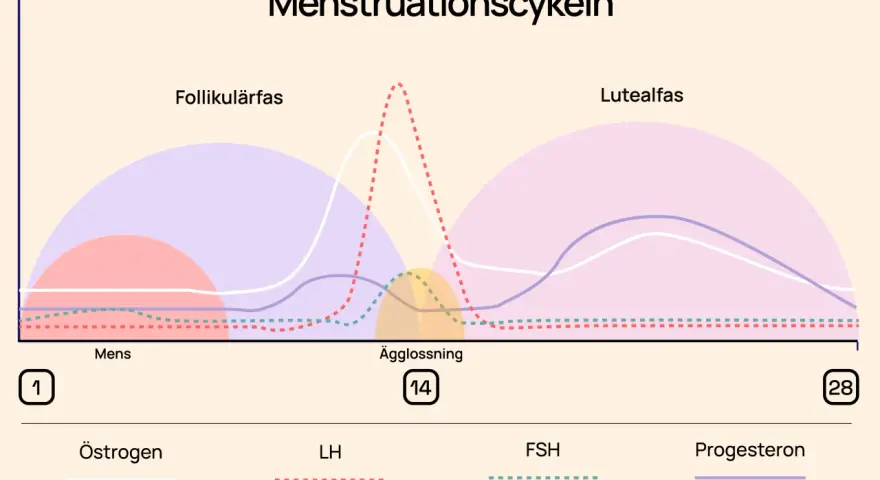 Graf över menscykeln visar hur hormoner som progesteron förändras under cykeln, från mens till ägglossning och lutealfas.