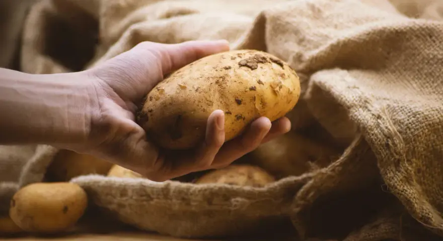 Hand holds a potato, ready to store them in a burlap sack.