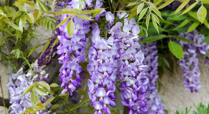 Hängande klasar av lila blåregn i kruka mot en stenvägg. Gröna blad ramar in de vackra blommorna.