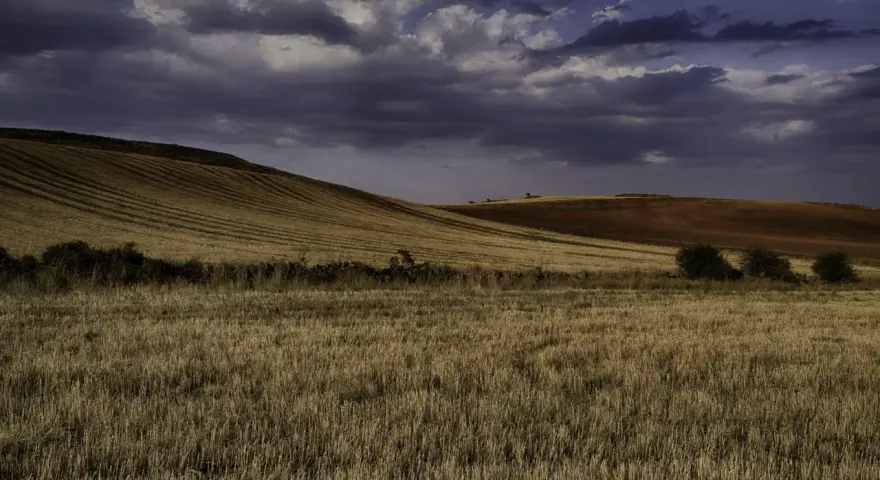 Paisaje de campos dorados y tierra rojiza bajo un cielo nublado. Se intuye un robledal de Corpes en la distancia.