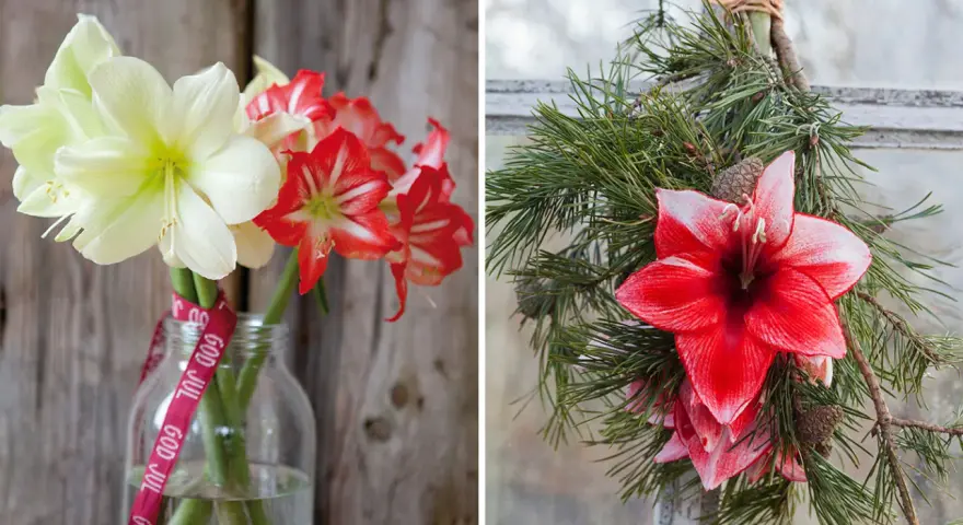 Vänster: snitt amaryllis i en glasflaska med "God Jul"-band. Höger: snitt amaryllis i en julkrans av granris.