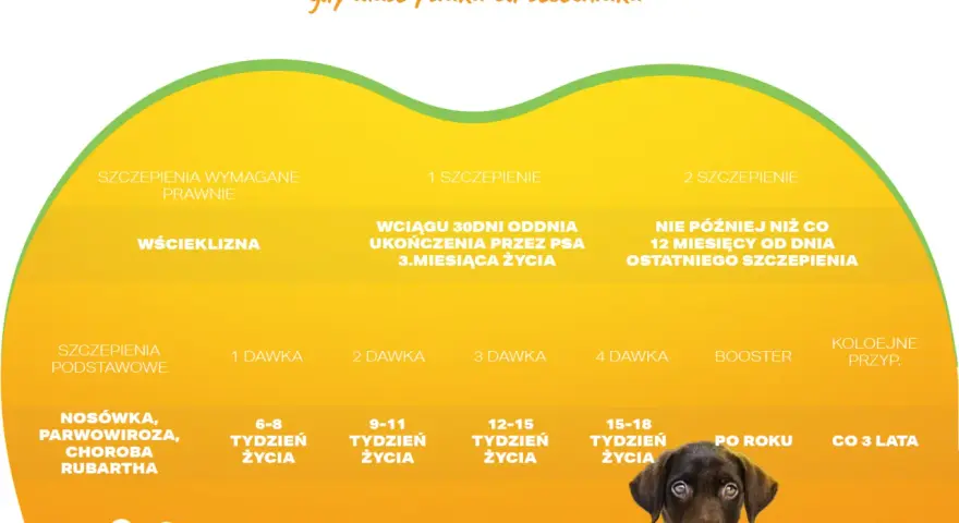 Kalendarz szczepień psa: wścieklizna, nosówka, parwowiroza. Dowiedz się, ile kosztuje szczepienie psa i kiedy podać kolejne dawki.
