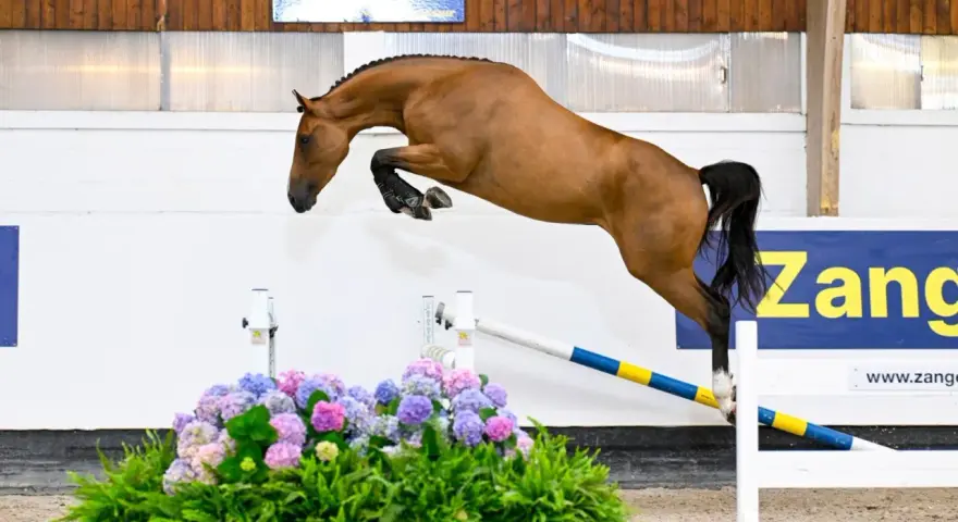 Un magnifique cheval bai saute par-dessus un obstacle fleuri, le nom "Zandor Z" est visible en arrière-plan.