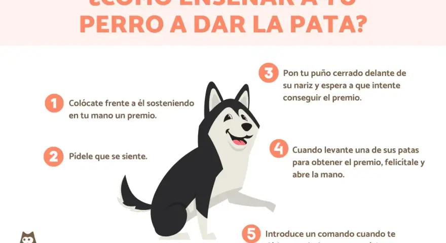 Ilustración de un perro husky aprendiendo a dar la pata, con pasos numerados. ¡Descubre trucos para enseñar a tu perro!