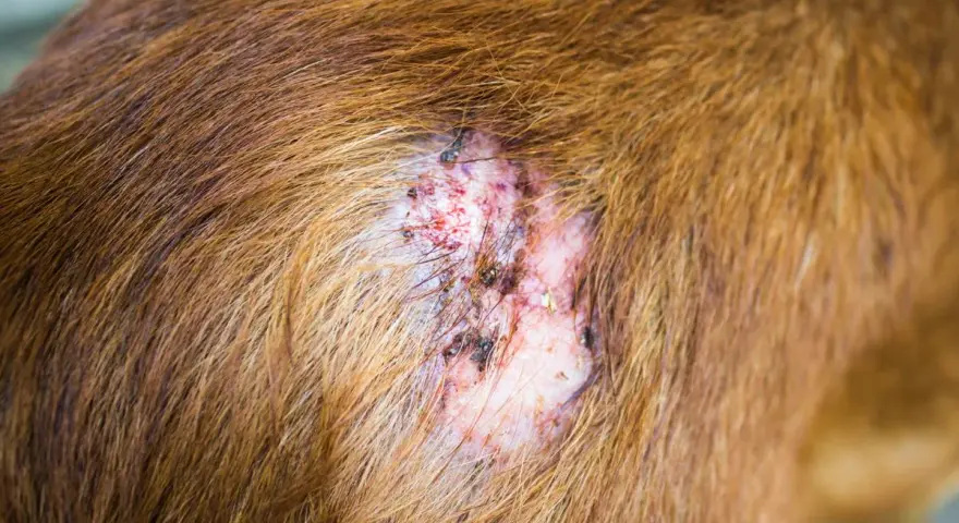 Lesión cutánea en un perro, posiblemente por sarna. La piel está enrojecida, con costras y pérdida de pelo.