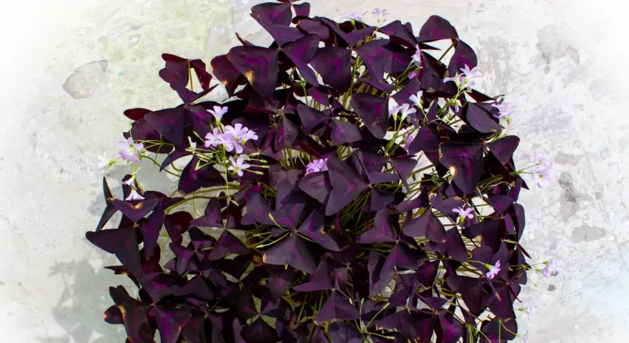 Un exuberante **trébol morado** con delicadas flores lilas sobre un fondo texturizado.