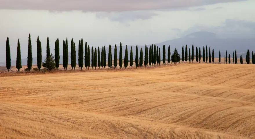 Iconici cipressi di San Quirico d'Orcia si stagliano su un campo dorato, creando un paesaggio toscano da cartolina.