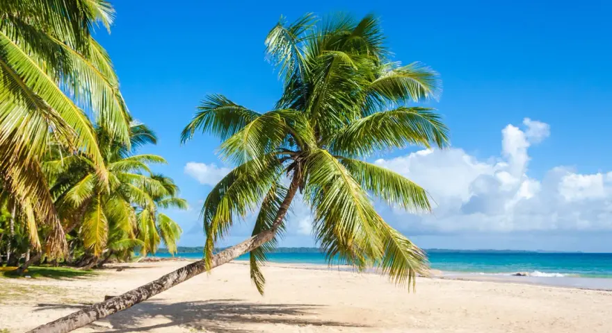 Idealna pogoda na Madagaskarze: piaszczysta plaża, palmy i błękitne niebo.