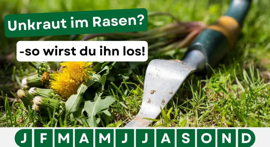 Gras mit Löwenzahn und einem Unkrautstecher. Der Text lautet: "Unkraut im Rasen? -so wirst du ihn los!".
