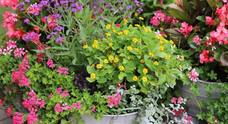 En blomsterprakt med lila verbena sorter, rosa pelargoner och gula blommor i en zinkhink.