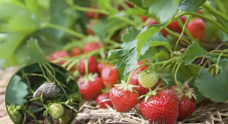 Zbliżenie na plantację truskawek, gdzie widać zdrowe, czerwone owoce obok tych zaatakowanych przez choroby truskawek, pokrytych szarym nalotem.