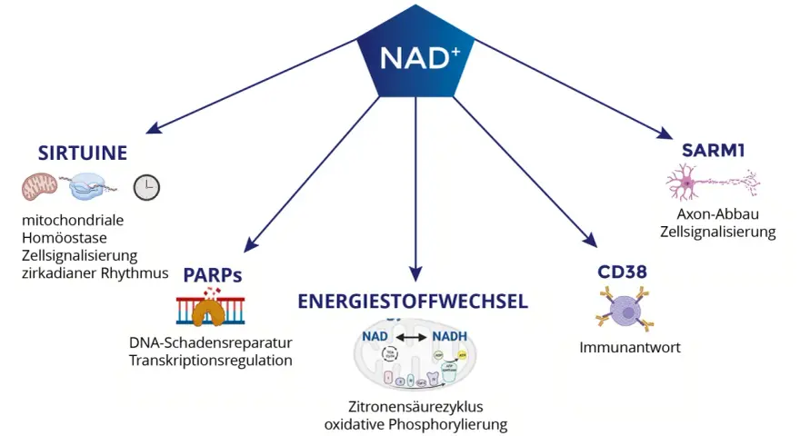 NAD+ beeinflusst Sirtuine, PARPs, Energiestoffwechsel, SARM1 und CD38. Die Wirkung von NAD+ ist vielfältig.