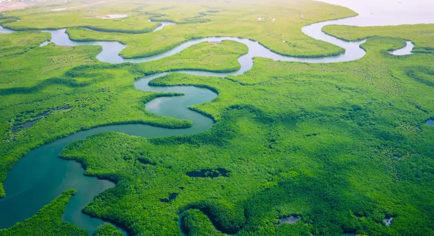 Malownicze, zielone mangrowce i kręte rzeki, które pokazują, gdzie leży Gambia.