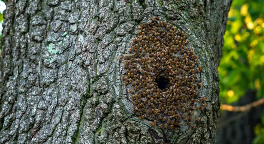Un enjambre de abejas se agrupa alrededor de un agujero en la corteza de un árbol, mostrando dónde viven las abejas en su colmena natural.