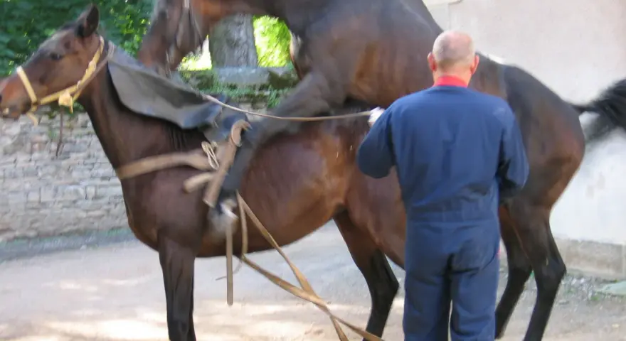 Un homme en combinaison bleue supervise un cheval entier, selle sur le dos, prêt pour une monte.